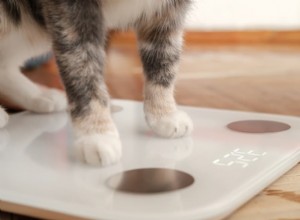 Determine Your Cat’s Ideal Weight: A Trusted Guide to Healthy Feline Health