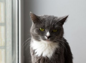 Understanding Blood in Your Cat’s Urine: 7 Common Causes & How to Act