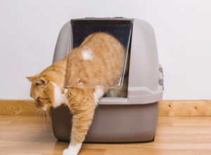 Yellow Cat Poop: Why It Happens and When to Seek Vet Care
