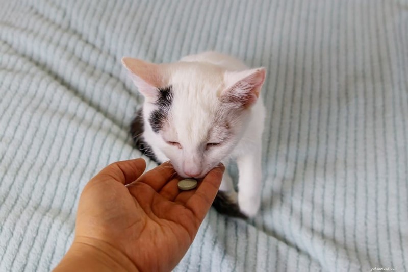 노란 고양이 똥:이런 일이 일어나는 이유와 수의사의 진료를 받아야 하는 시기 