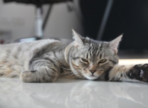The Safe Temperature Range for Cats: When Heat Becomes Dangerous
