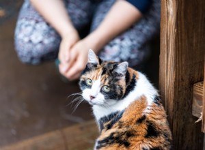 Cat Kidney Stones: Causes, Symptoms, and Effective Treatment Options