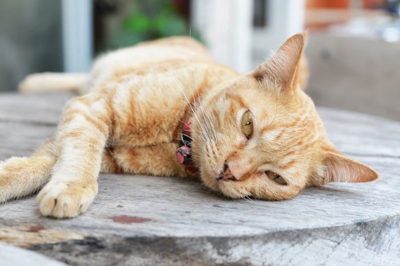 Calcoli renali nel gatto:cause, sintomi e opzioni di trattamento efficaci 