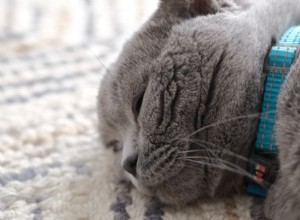 Understanding Inflammatory Bowel Disease (IBD) in Cats: Symptoms, Diagnosis, and Care