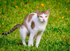Understanding Why Your Cat s Poop Smells Bad – Causes & Solutions