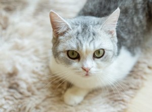 Cat Eye Infections: Recognizing Symptoms & Choosing the Right Treatment