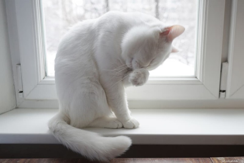 고양이 눈 감염:증상 인식 및 올바른 치료법 선택 