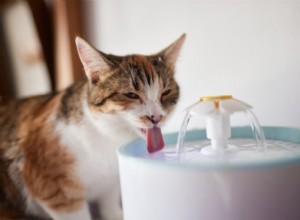Is Your Cat Drinking Excessively? Causes & What to Do
