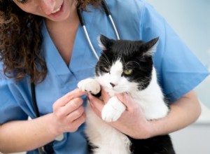 When to Bring Your Cat to the Vet: A Guide to Regular Care