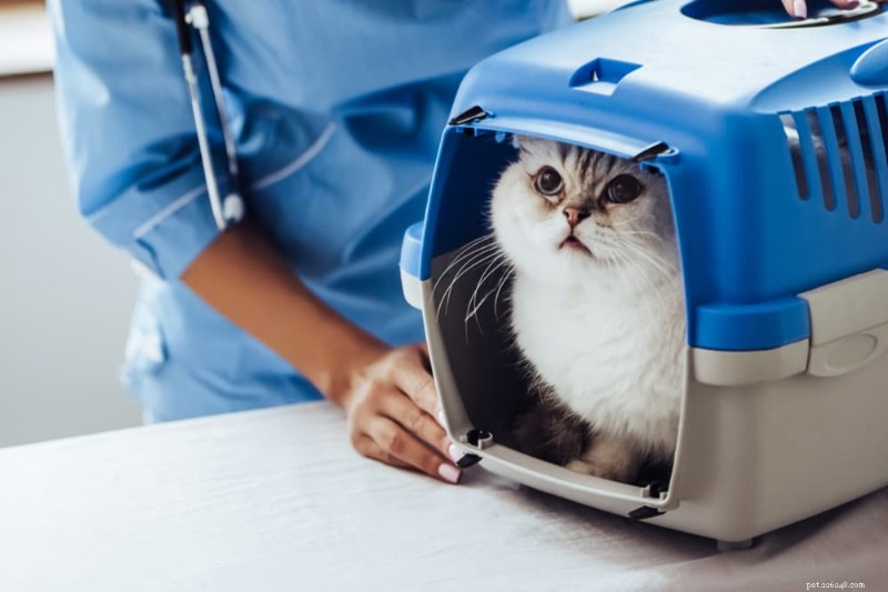 Kdy přivést kočku k veterináři:Průvodce pravidelnou péčí 