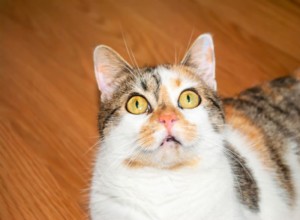 Understanding Cat Chin Acne: Causes, Symptoms, and How to Treat and Prevent It