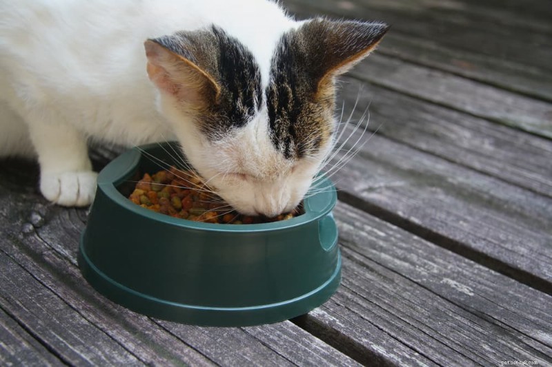 Cat Chin Acne begrijpen:oorzaken, symptomen en hoe u dit kunt behandelen en voorkomen 