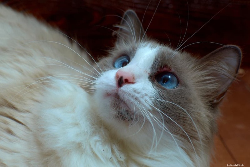 Cat Chin Acne begrijpen:oorzaken, symptomen en hoe u dit kunt behandelen en voorkomen 