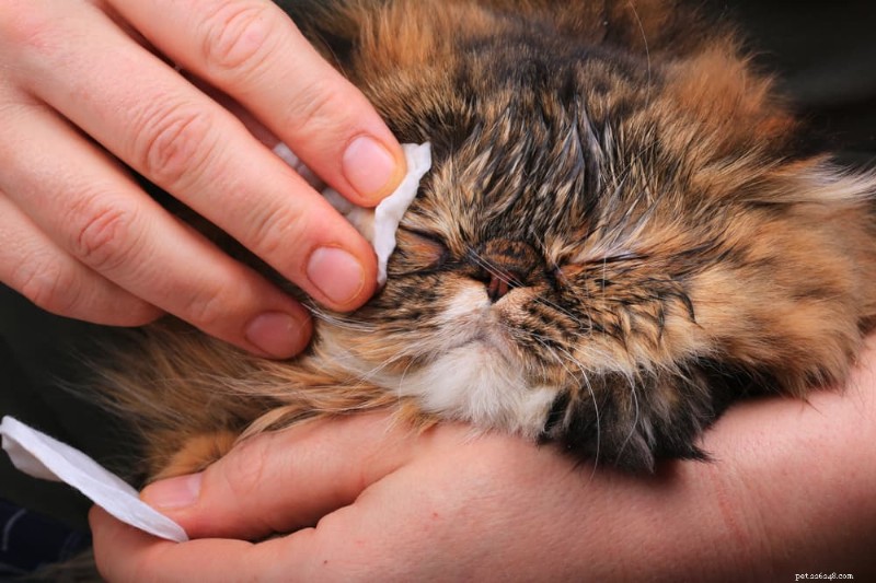 Cat Chin Acne begrijpen:oorzaken, symptomen en hoe u dit kunt behandelen en voorkomen 