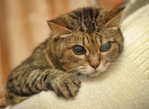 Caring for a Blind Cat: Essential Tips & Guidance