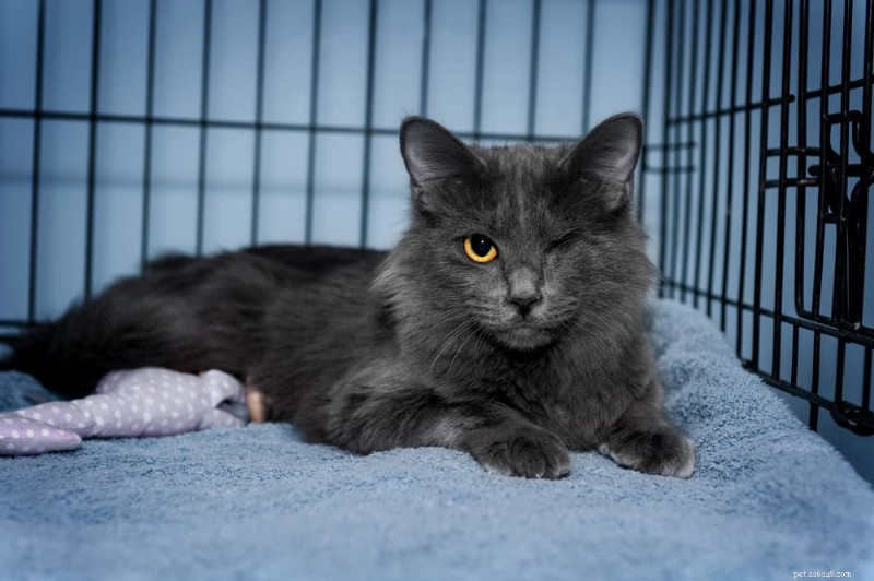 Zorgen voor een blinde kat:essentiële tips en begeleiding 