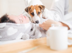 Why Does Your Dog Sit on You? Uncovering Comfort, Bonding, and Health Reasons