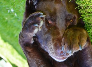 Why Do Dogs Rub Their Faces? Expert Insights & Solutions