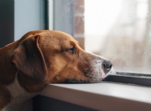 Are Your Dog Bored? 7 Key Signs & Expert Tips to Rejuvenate Their Life