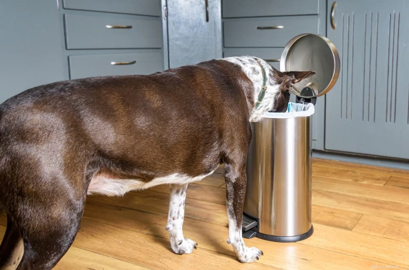 犬がゴミをあさるのを防ぐ：簡単で安全な解決策 