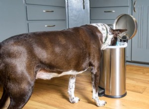 Prevent Your Dog From Scavenging Trash: Easy, Safe Solutions