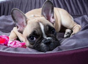 Decoding Your Dog’s Ear Positions: What They Reveal About Mood and Behavior