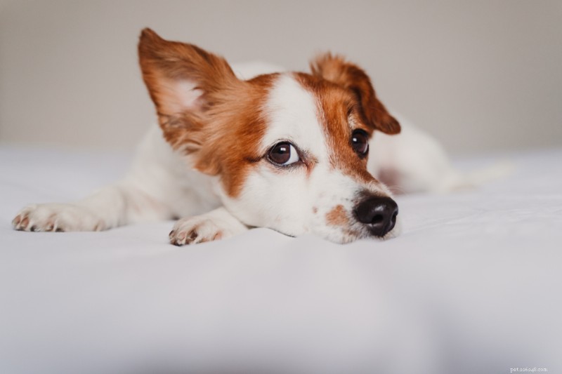 犬の耳の位置を解読する:気分と行動について何がわかるか 