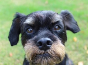 5 Common Causes of a Grumpy Dog – Why Your Canine Is Irritable