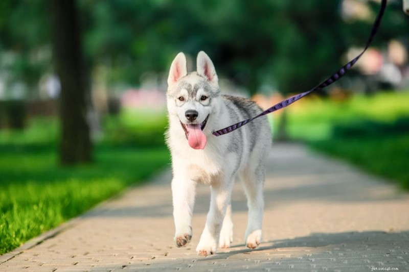 10 vanliga misstag som irriterar din hund (och hur man undviker dem) 