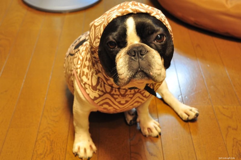 10 vanliga misstag som irriterar din hund (och hur man undviker dem) 