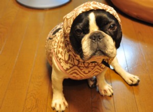 10 Common Mistakes That Irritate Your Dog (And How to Avoid Them)