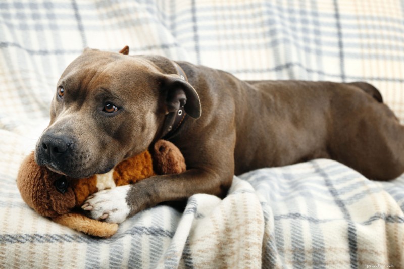 Hundminne förklarat:Hur länge hundar minns och vad de behåller 