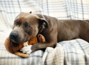 Dog Memory Explained: How Long Dogs Remember and What They Retain