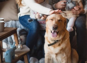 Senior Dog Peeing Indoors? 6 Proven Tips to Stop Accidents
