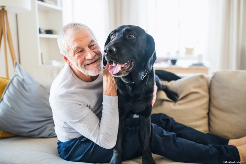 Seniorhund som kissar inomhus? 6 beprövade tips för att stoppa olyckor 