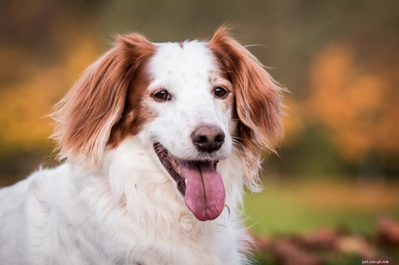 Seniorhund som kissar inomhus? 6 beprövade tips för att stoppa olyckor 