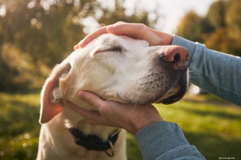 Herkennen honden hun eigen sterfelijkheid? Inzichten van veterinaire experts 
