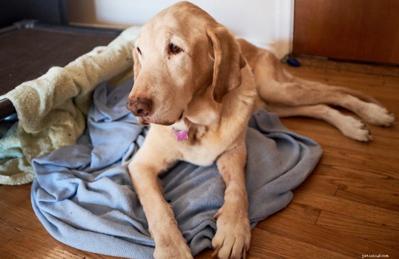 Herkennen honden hun eigen sterfelijkheid? Inzichten van veterinaire experts 