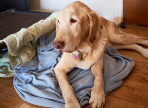 Do Dogs Recognize Their Own Mortality? Insights from Veterinary Experts