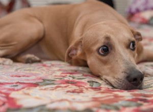 What Causes a Dog’s Worried Look—and How to Help