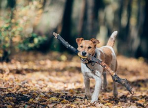 The Science Behind Why Dogs Love Sticks: Safe Play Tips