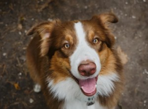 Why Dogs Beg and How to Stop the Habit