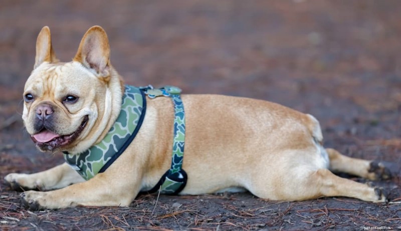 Är din hund att plundra ett hälsoproblem? Förstå  grodbenspositionen . 