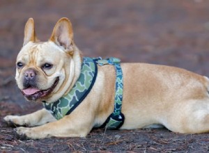 Is Your Dog Splooting a Health Concern? Understanding the  Frog Leg  Position