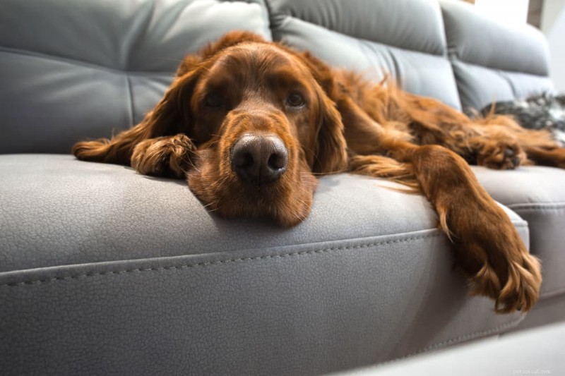 Varför sover min äldre hund hela dagen? Förstå åldersrelaterade vilomönster 
