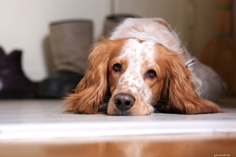Varför sover min äldre hund hela dagen? Förstå åldersrelaterade vilomönster 