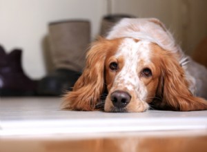 Why Does My Senior Dog Sleep All Day? Understanding Age-Related Rest Patterns