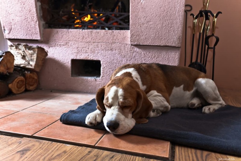 Varför sover min äldre hund hela dagen? Förstå åldersrelaterade vilomönster 