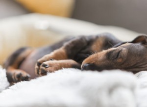 Is Your Sleeping Puppy Breathing Fast? Understand When It s Normal and When to Seek Help