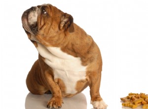 4 Proven Ways to Encourage a Picky‑Eating Dog (and Why It Happens)
